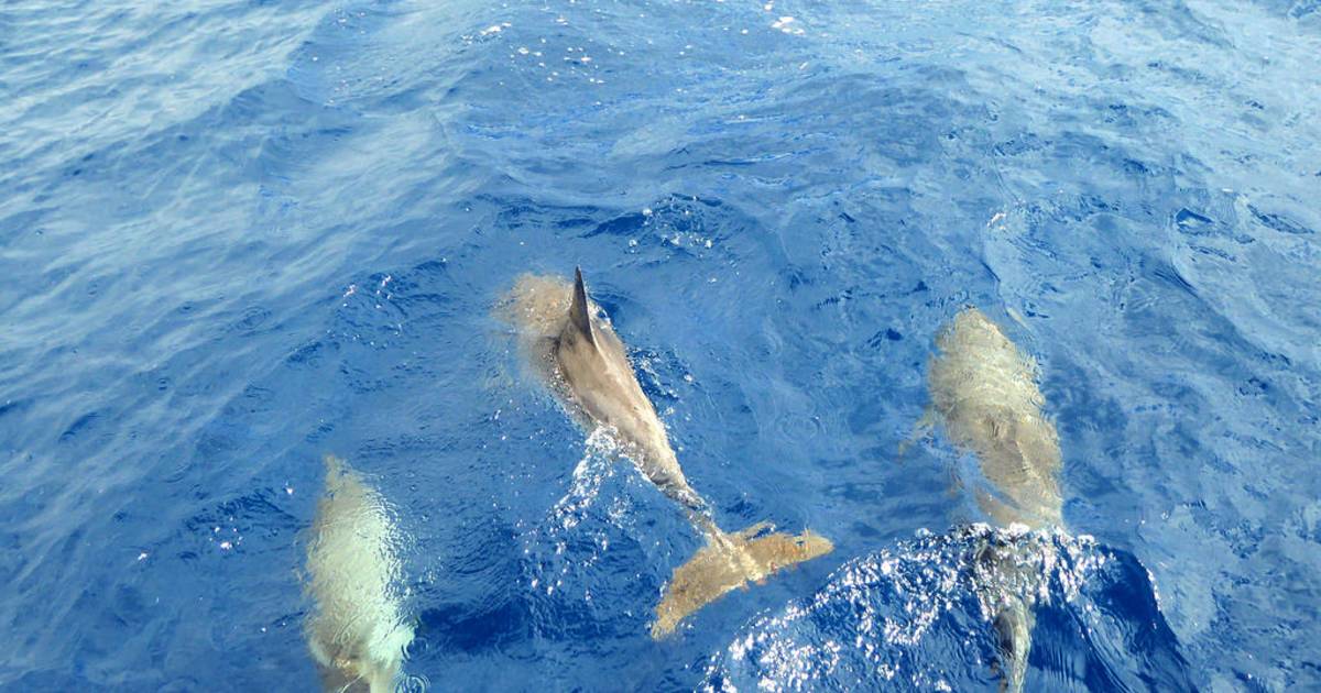 Whale and Dolphin Watching in Canary Islands - Best Time