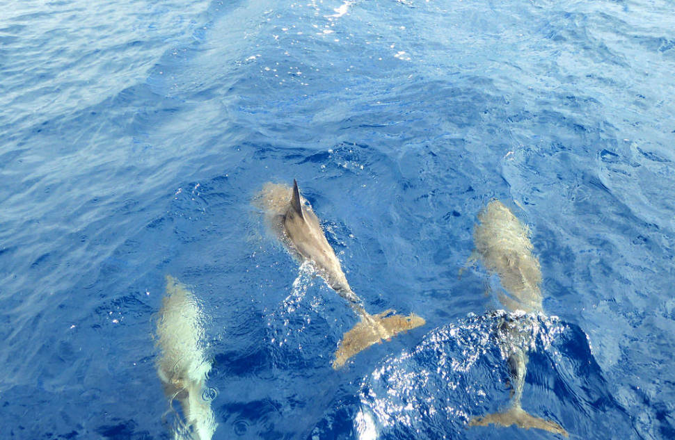 Whale and Dolphin Watching in Canary Islands - Best Time