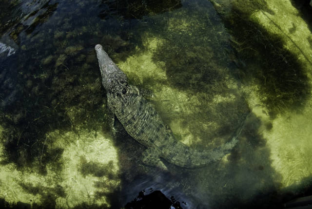 Crocodiles in Cancun - Best Season