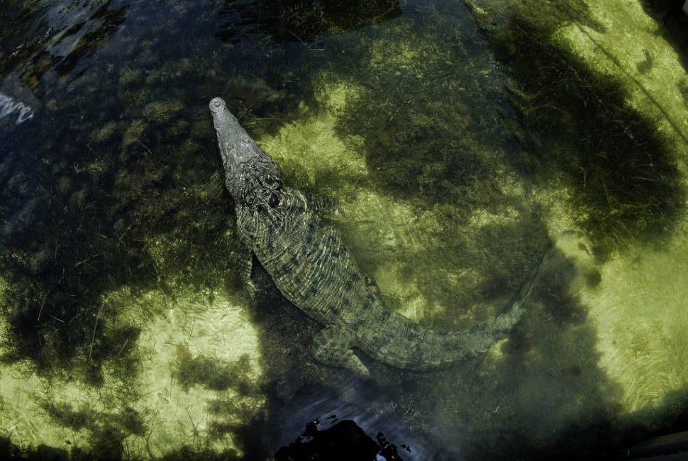 Crocodiles in Cancun - Best Season