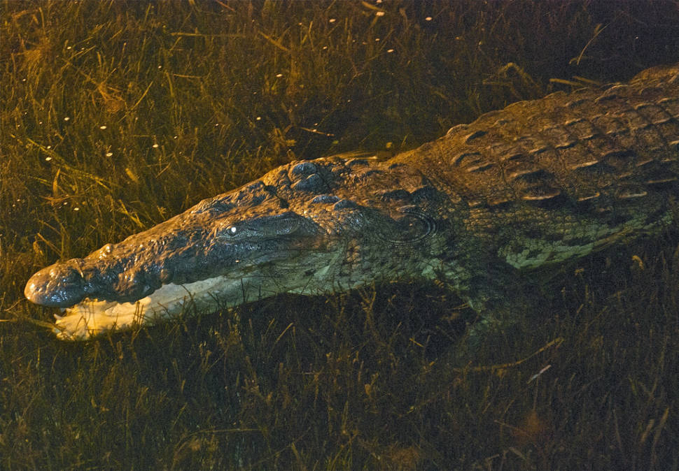 Best time to see Crocodiles in Cancun