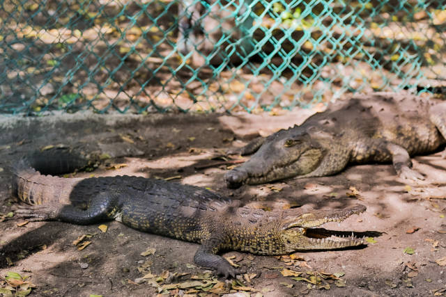 Best time for Crocodiles in Cancun