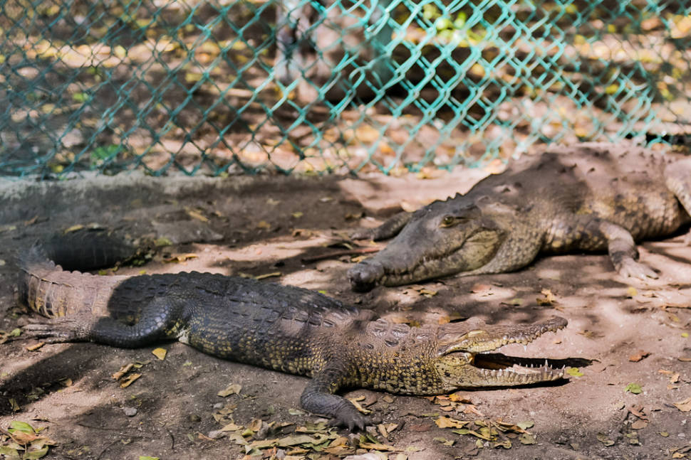 Best time for Crocodiles in Cancun
