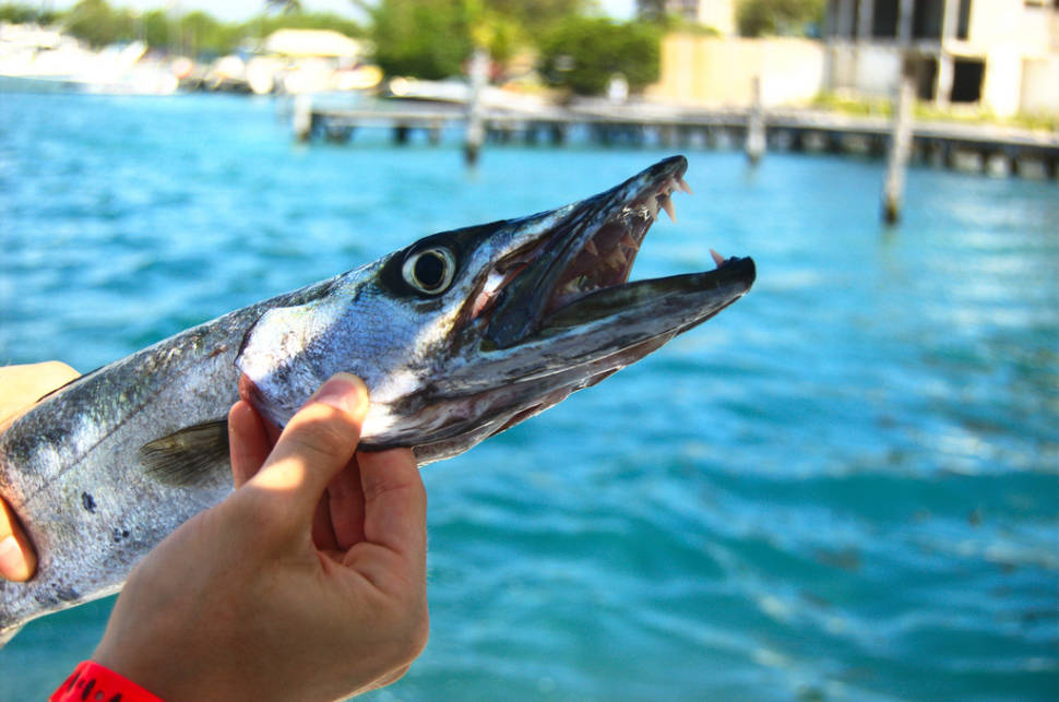 Sport Fishing in Cancun - Best Time