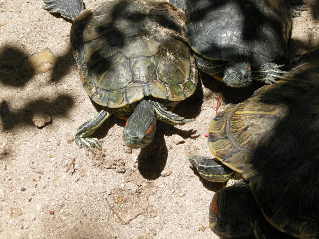 Best time to see Turtle Nesting and Hatching in Cancun