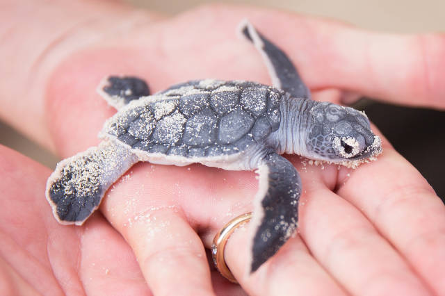 Best time for Turtle Nesting and Hatching in Cancun