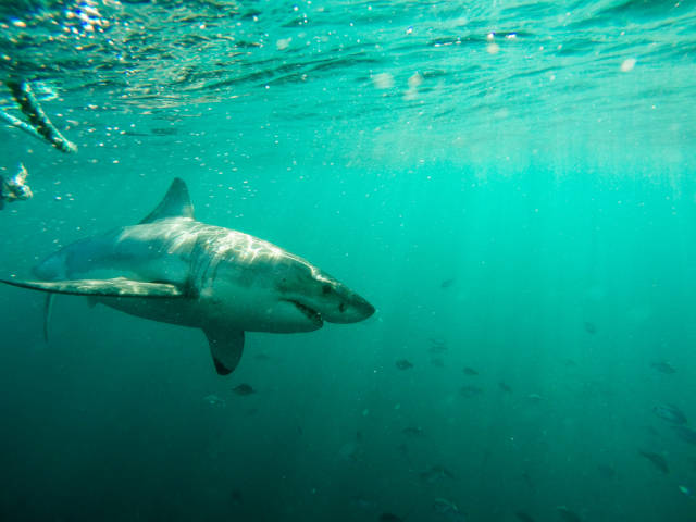Diving with the White Sharks in Cape Town - Best Time