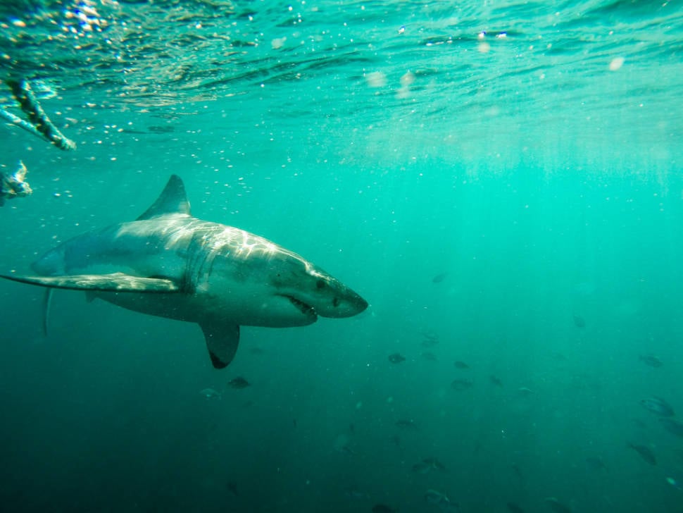 Diving with the White Sharks in Cape Town - Best Time