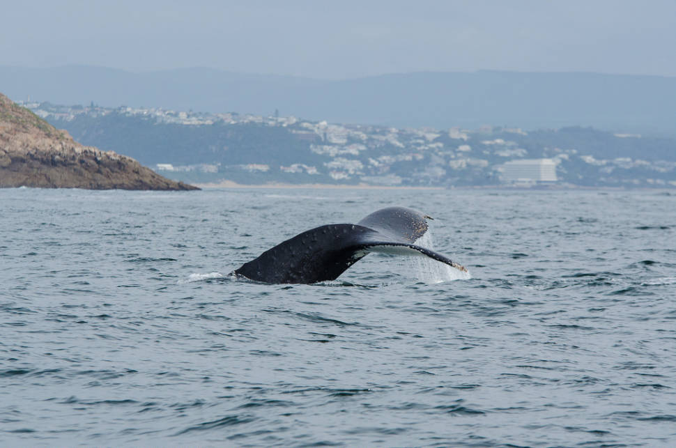 Humpback whale in Plettenberg Bay
