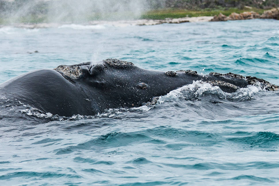 Southern right whale