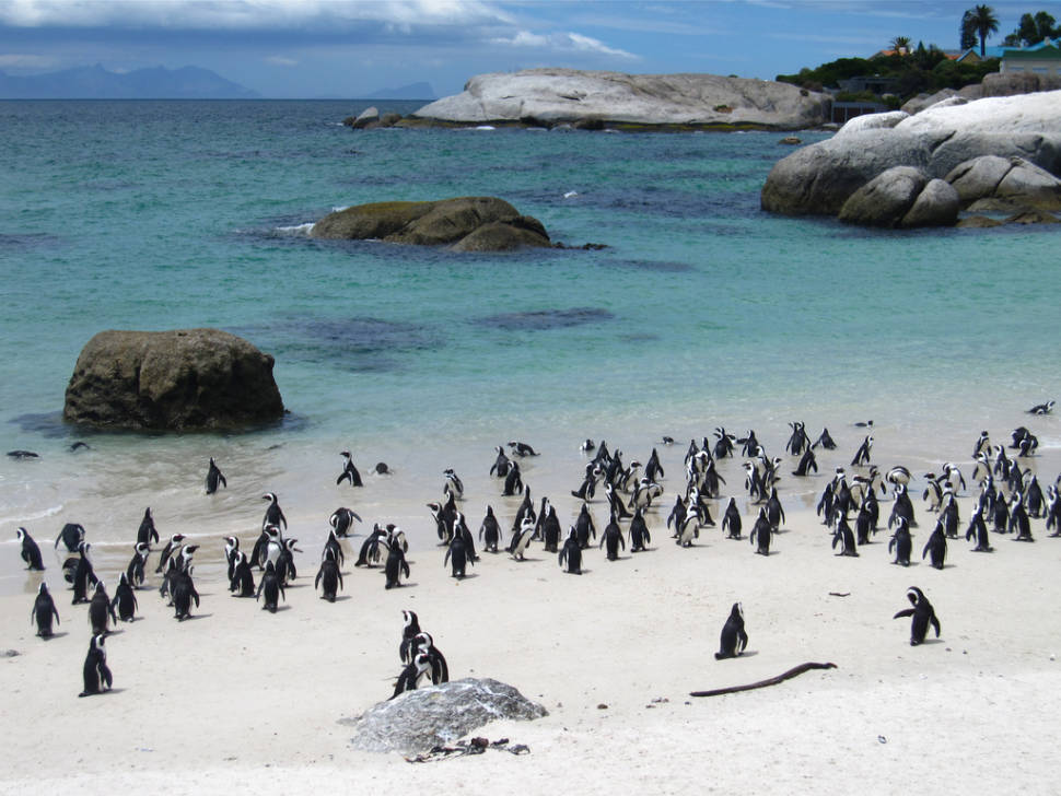 Playful Penguins Watching in Cape Town - Best Season