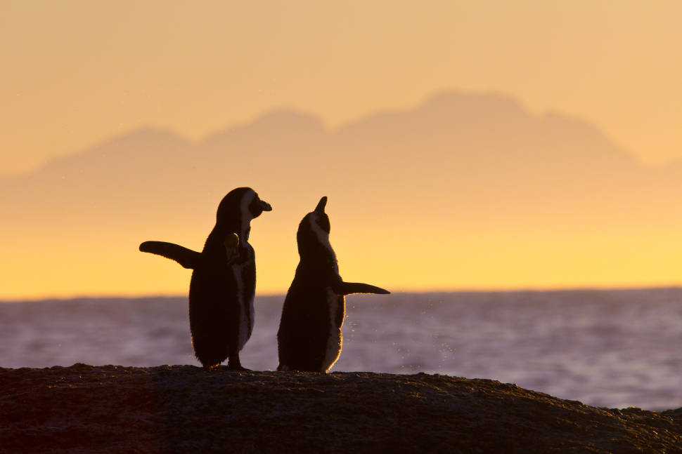 Playful Penguins Watching in Cape Town - Best Time