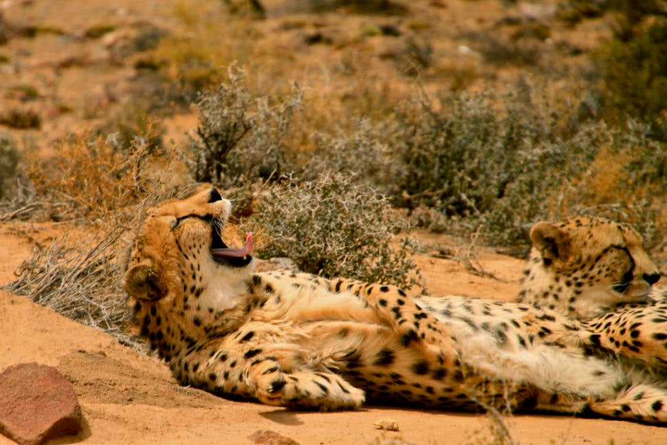 Safari in the Cape Town Vicinity in Cape Town - Best Season