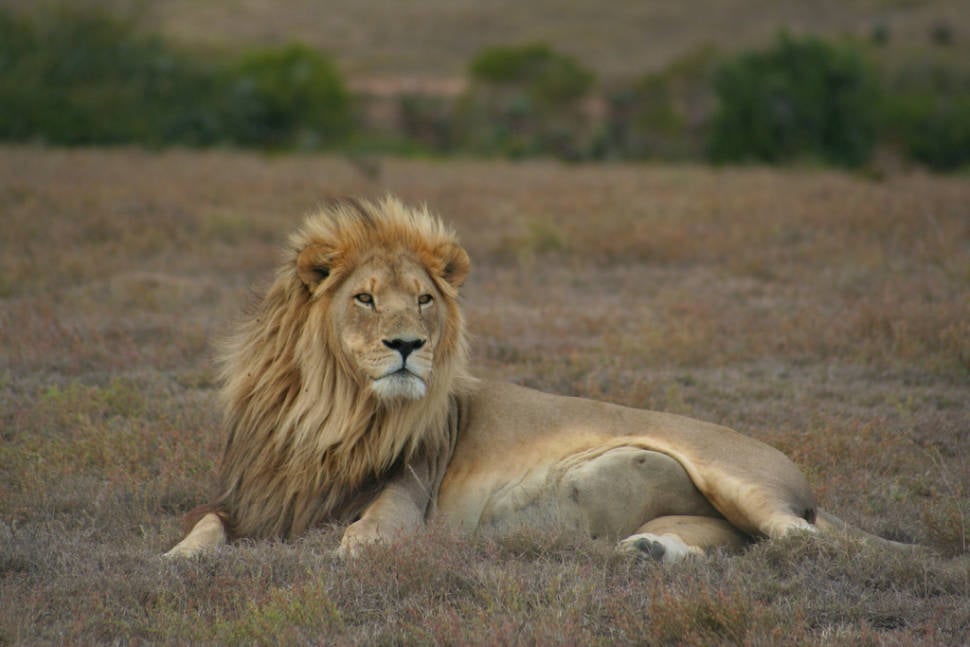 Lion