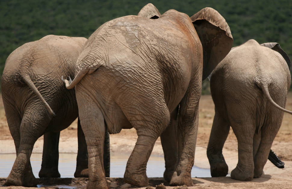 Safari in the Cape Town Vicinity in Cape Town - Best Time