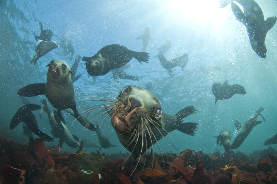 Seal Snorkeling in Cape Town - Best Time