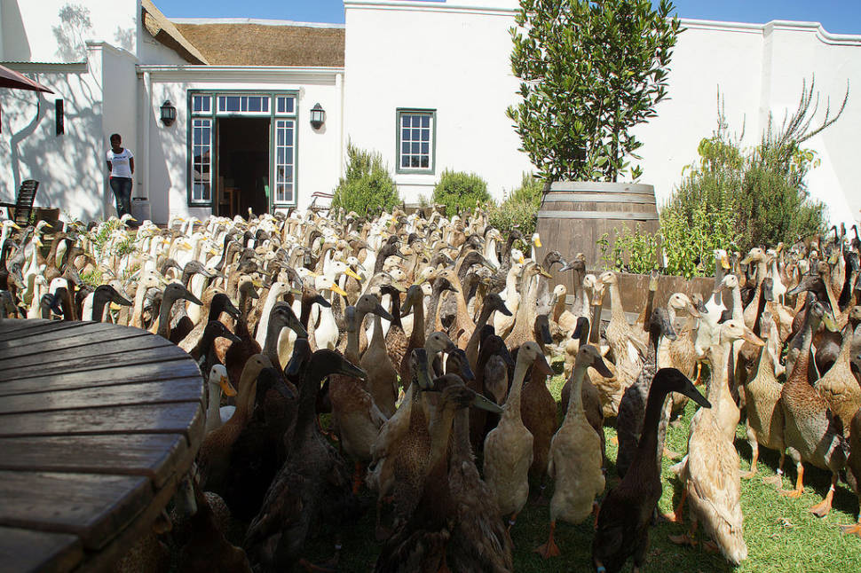 The Army of Ducks in Cape Town - Best Season