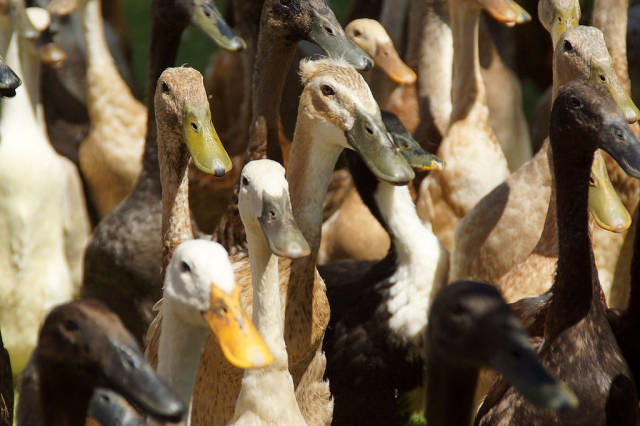 The Army of Ducks in Cape Town - Best Time
