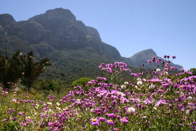 Wild Flowers in Bloom in Cape Town - Best Season