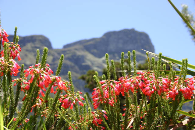 Erica regia in Kirstenbosch Garden