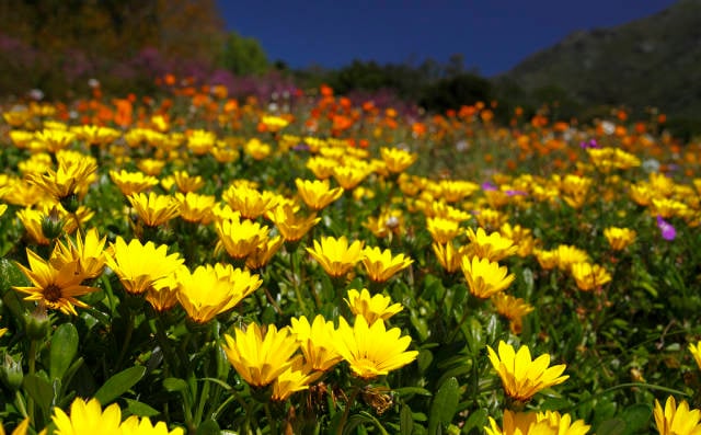 Wild Flowers in Bloom in Cape Town - Best Time
