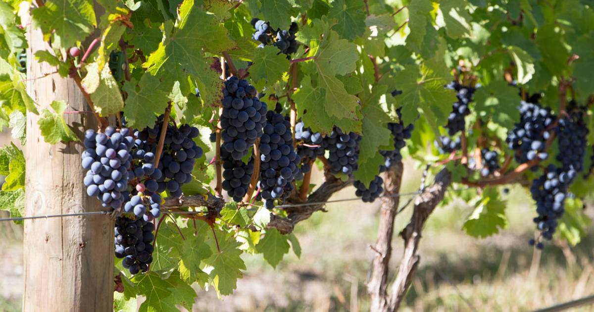 Wine Harvest Festivities in Cape Town - Best Time