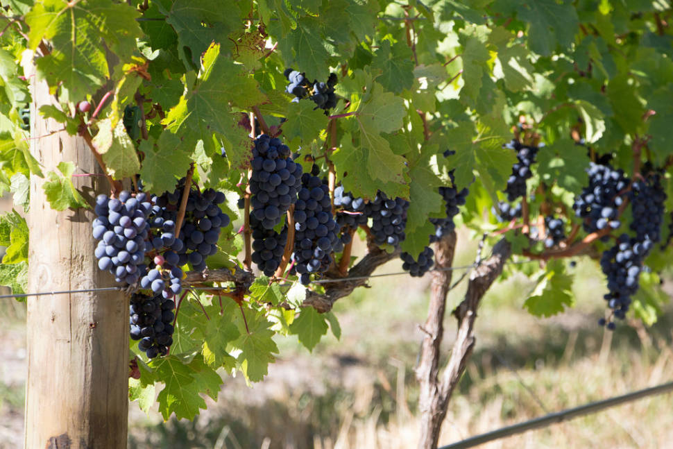 Wine Harvest Festivities in Cape Town - Best Time