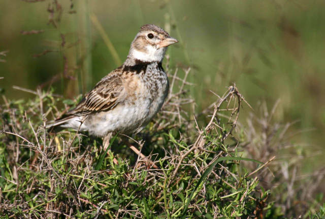 Birdwatching in Cappadocia - Best Season