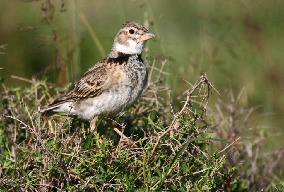 Birdwatching in Cappadocia - Best Season