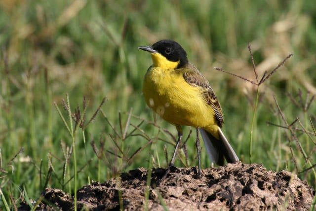 Birdwatching in Cappadocia - Best Time