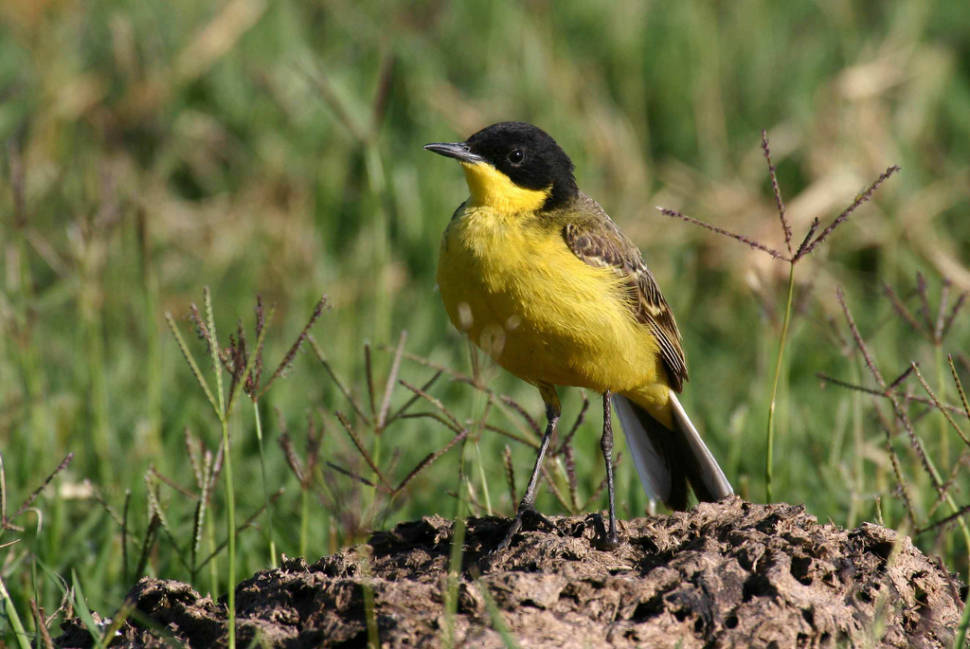 Birdwatching in Cappadocia - Best Time