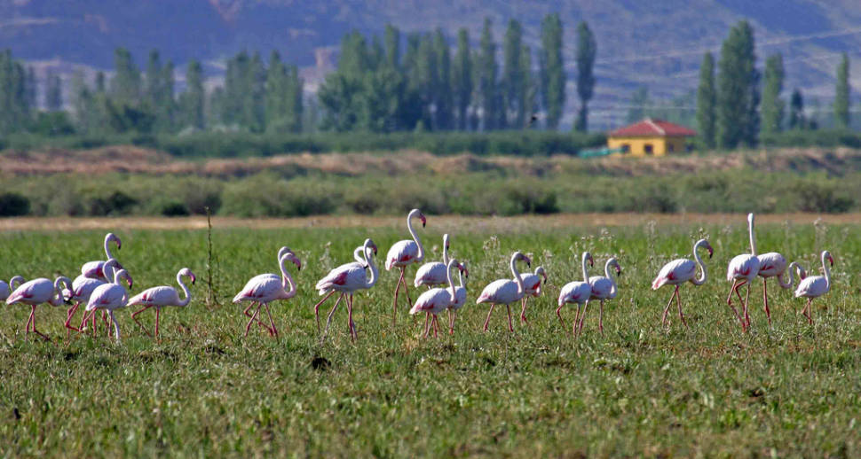 Best time for Birdwatching in Cappadocia