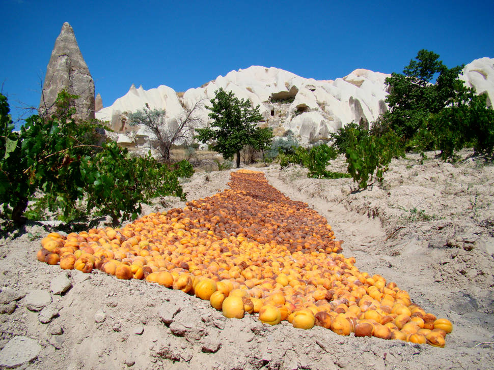 Dried Apricots in Cappadocia - Best Season