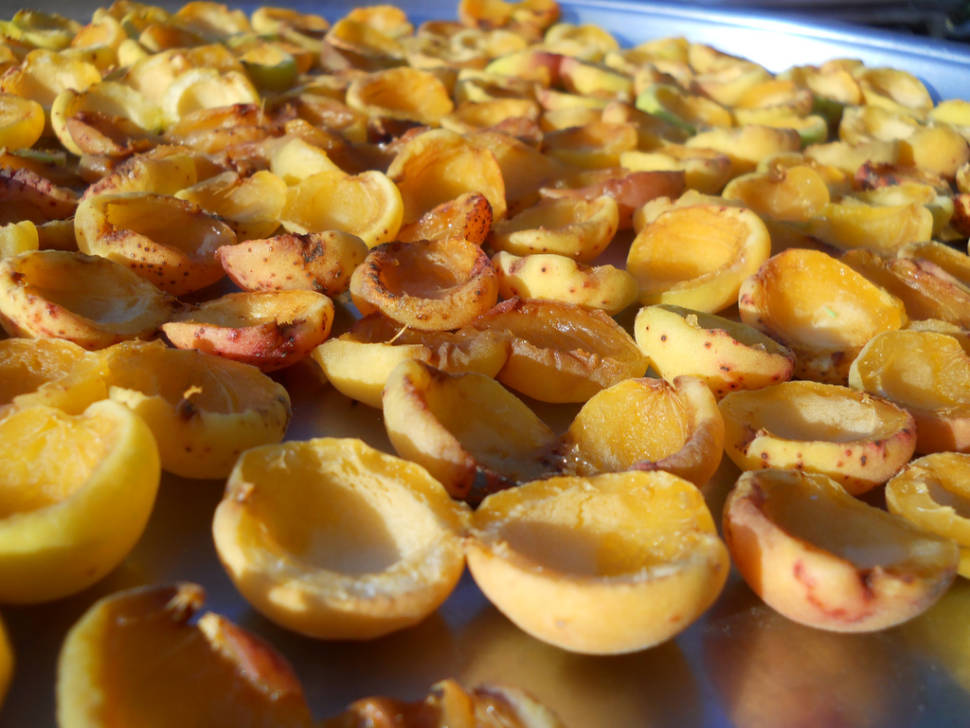 Dried Apricots in Cappadocia - Best Time