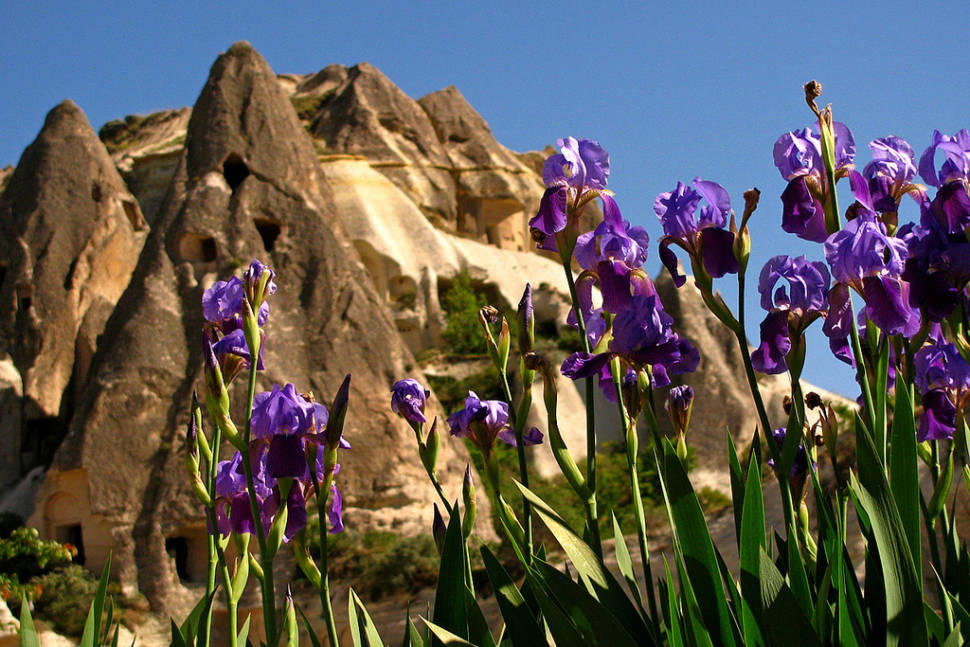 Spring Flowers in Goreme in Cappadocia - Best Season