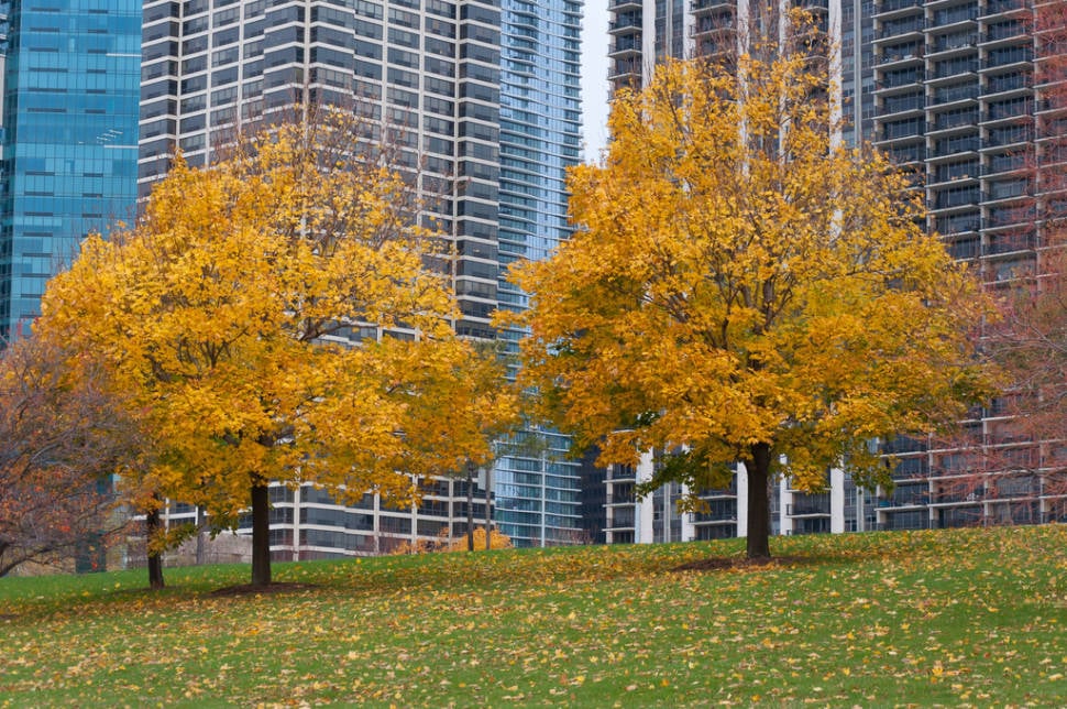 Autumn in Chicago - Best Time