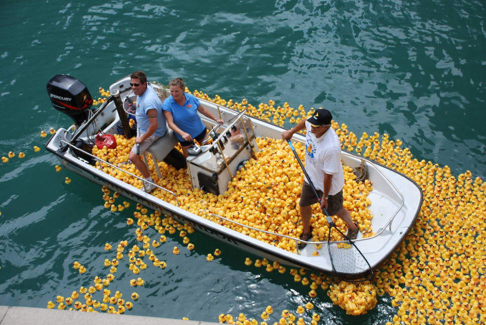 Yellow plastic ducks in Chicago River