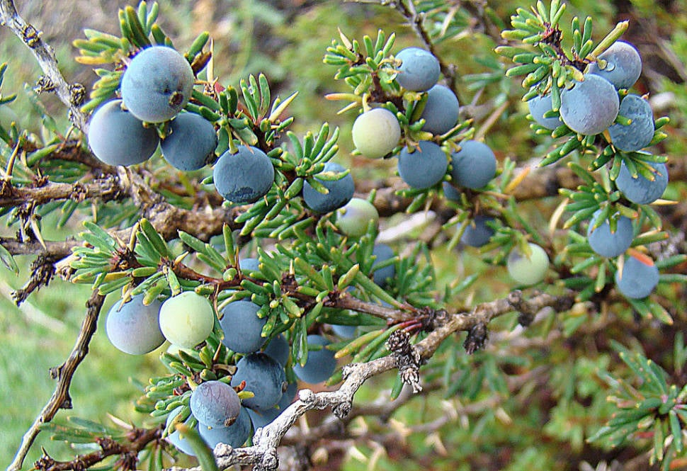 Calafate or Berberis in Chile - Best Season