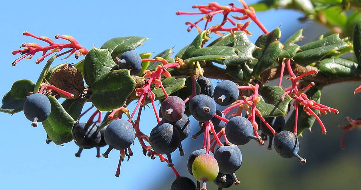 Calafate or Berberis in Chile - Best Time
