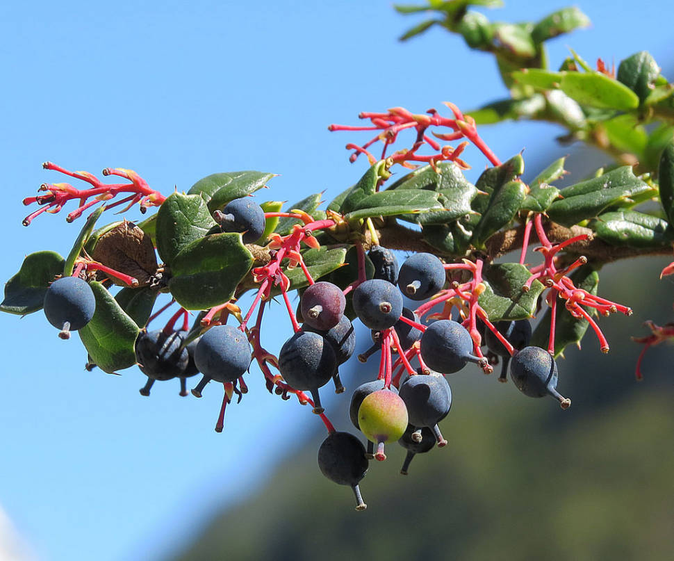 Calafate or Berberis in Chile - Best Time