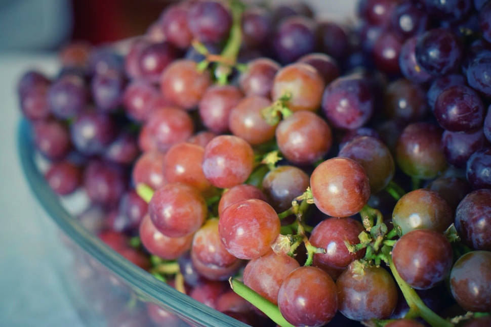 Best time for Grape Harvest in Chile