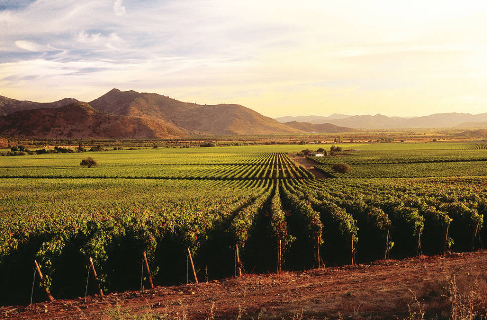 Grape Harvest in Chile - Best Season