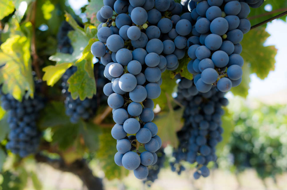 Grape Harvest in Chile - Best Time