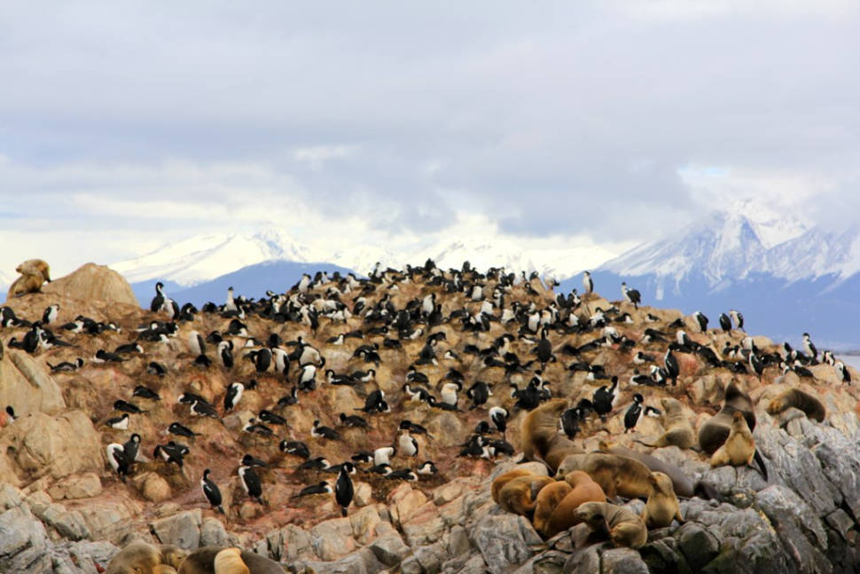 Best time for Patagonia Wildlife in Chile