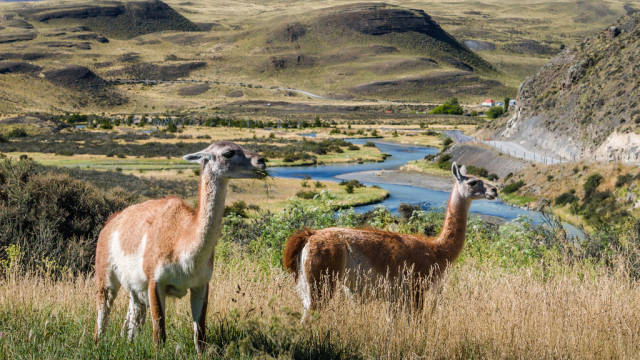 Patagonia Wildlife in Chile - Best Time