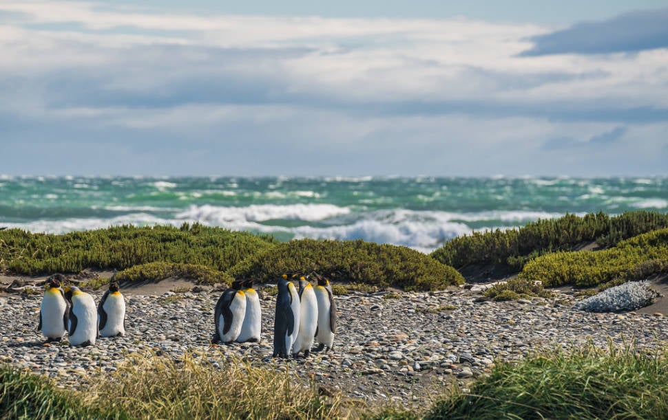 King penguins