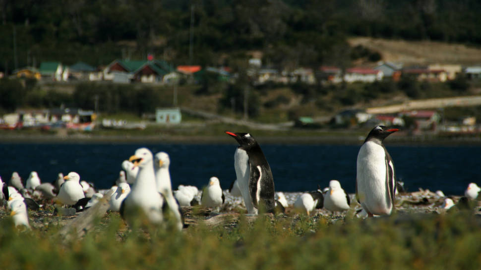 Penguin Safari in Chile - Best Season