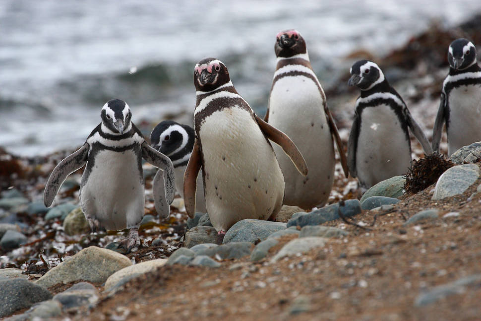 Otway penguins