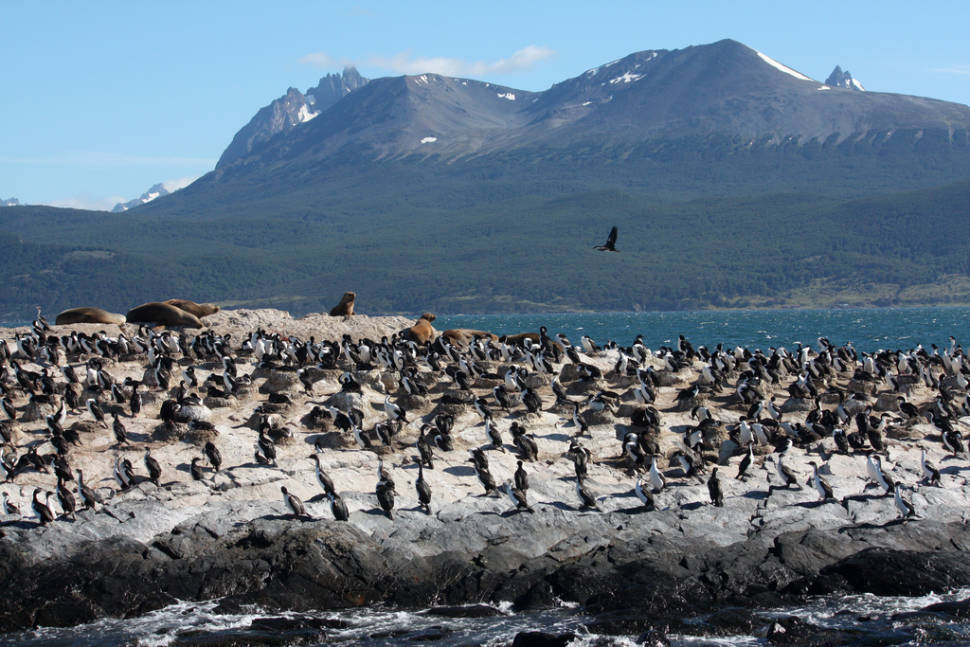 Sea lions and cormorants
