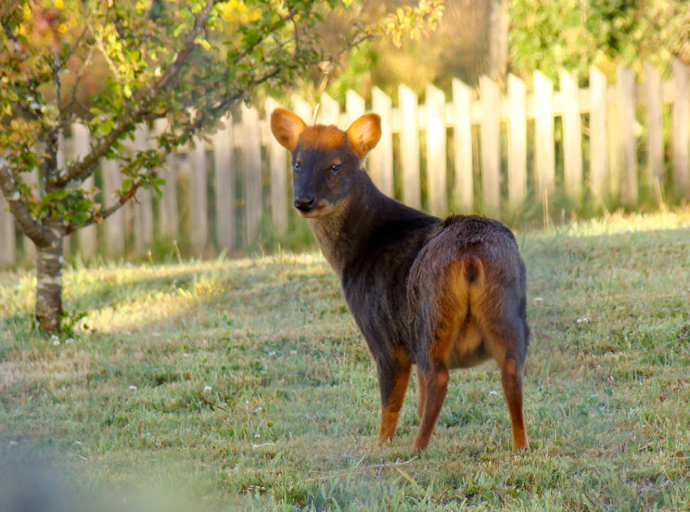 Pudu Deer in Chile - Best Time